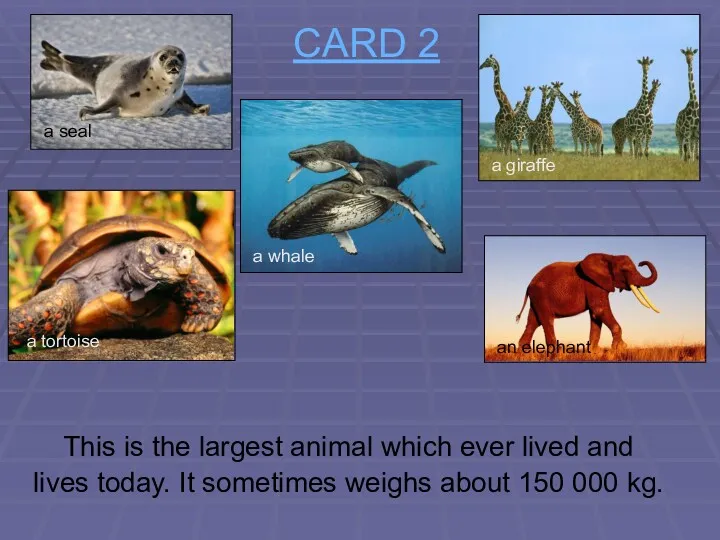 CARD 2 This is the largest animal which ever lived
