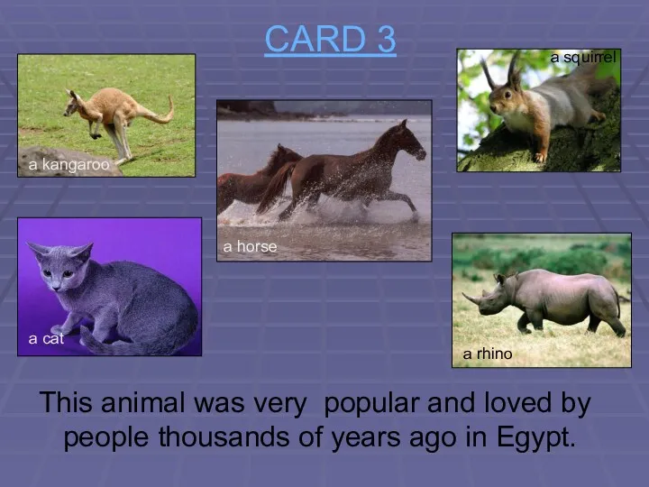 CARD 3 This animal was very popular and loved by