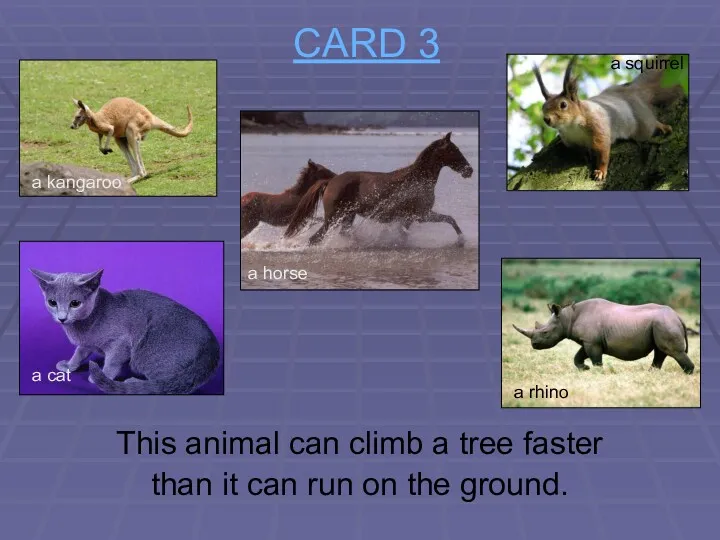 CARD 3 This animal can climb a tree faster than