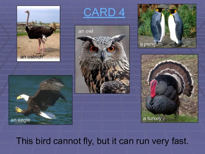 CARD 4 This bird cannot fly, but it can run