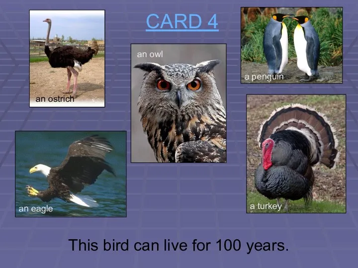 CARD 4 This bird can live for 100 years. an
