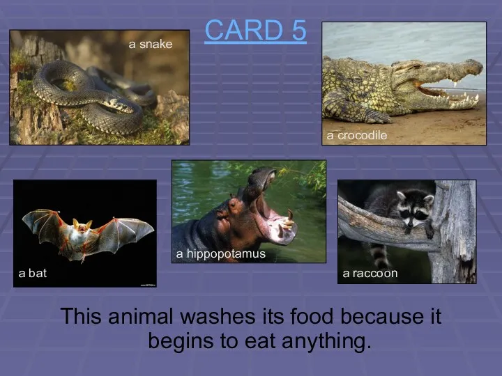 CARD 5 This animal washes its food because it begins