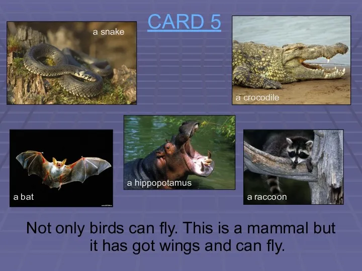 CARD 5 Not only birds can fly. This is a