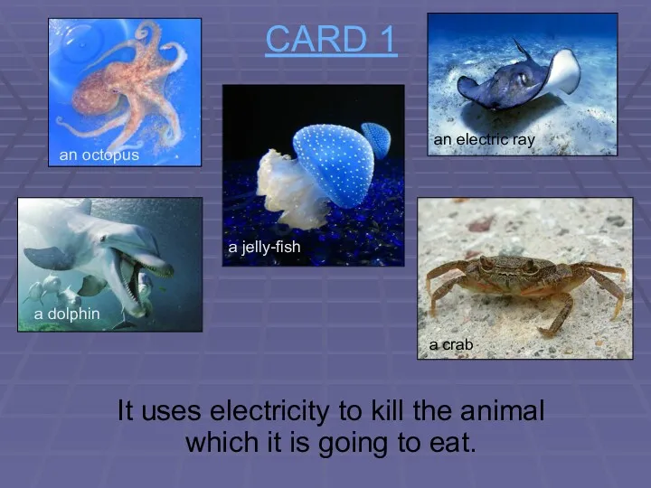 CARD 1 It uses electricity to kill the animal which