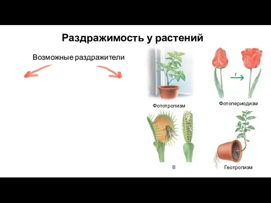 Раздражимость у растений Возможные раздражители Фототропизм Фотопериодизм Геотропизм