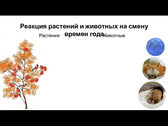 Реакция растений и животных на смену времен года Растения Животные