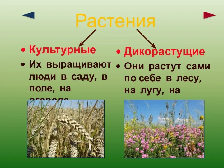 Культурные Их выращивают люди в саду, в поле, на огороде.