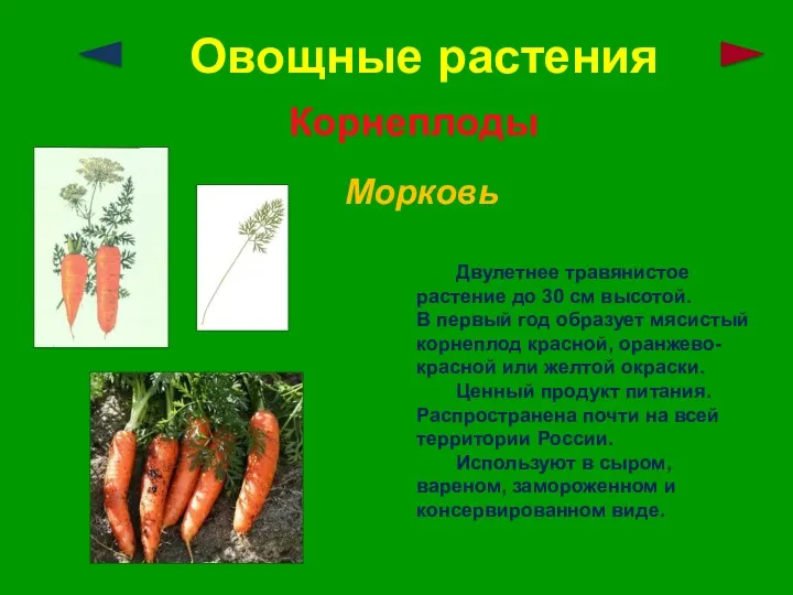 Овощные растения Корнеплоды Морковь Двулетнее травянистое растение до 30 см