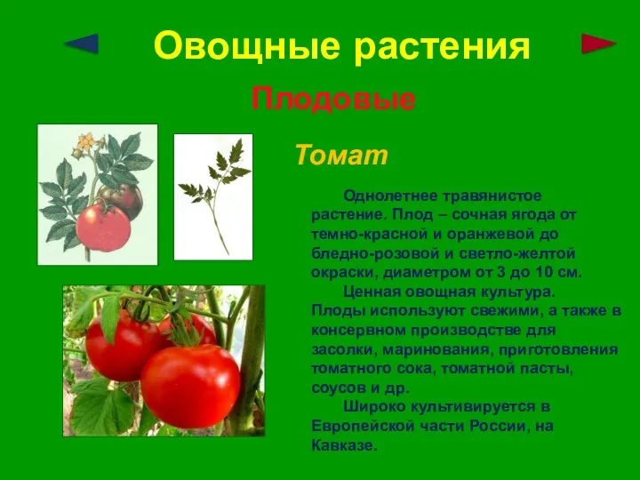 Овощные растения Плодовые Томат Однолетнее травянистое растение. Плод – сочная