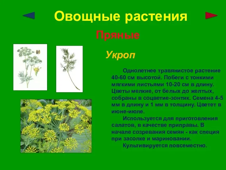 Овощные растения Пряные Укроп Однолетнее травянистое растение 40-60 см высотой.