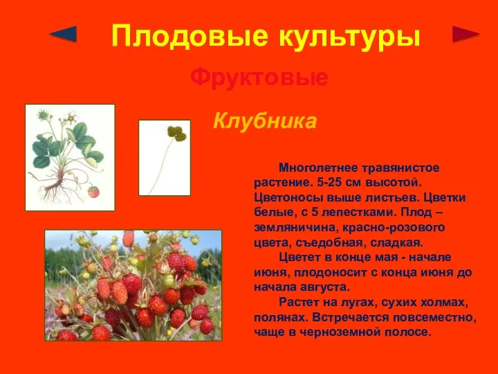 Плодовые культуры Фруктовые Клубника Многолетнее травянистое растение. 5-25 см высотой.