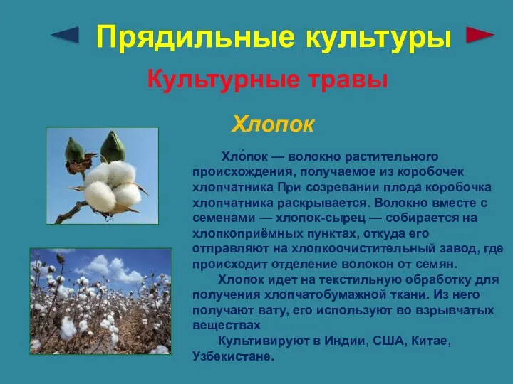 Прядильные культуры Культурные травы Хлопок Хло́пок — волокно растительного происхождения,