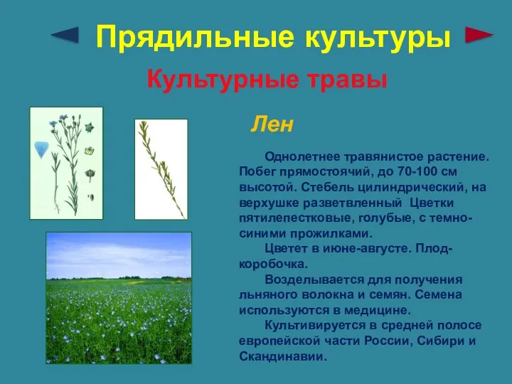 Прядильные культуры Культурные травы Лен Однолетнее травянистое растение. Побег прямостоячий,