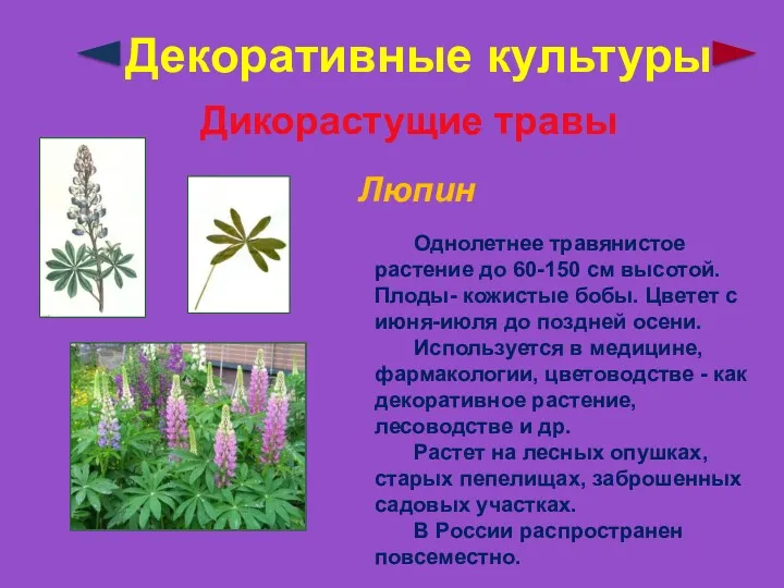 Декоративные культуры Дикорастущие травы Люпин Однолетнее травянистое растение до 60-150