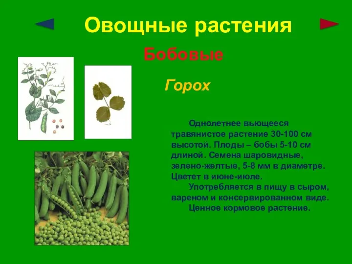 Овощные растения Бобовые Горох Однолетнее вьющееся травянистое растение 30-100 см