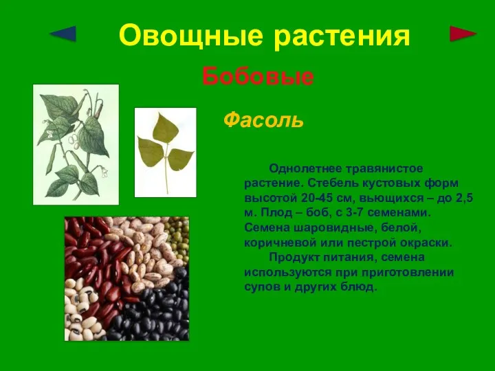 Овощные растения Бобовые Фасоль Однолетнее травянистое растение. Стебель кустовых форм