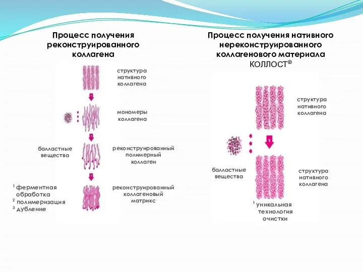 Процесс получения реконструированного коллагена Процесс получения нативного нереконструированного коллагенового материала