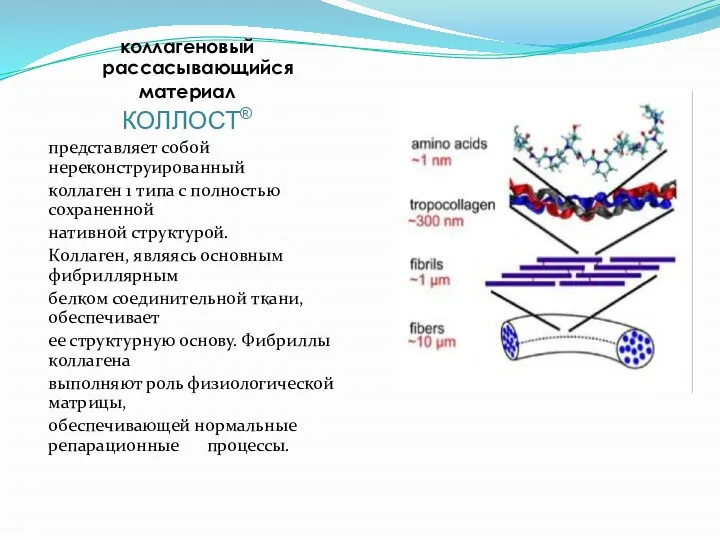коллагеновый рассасывающийся материал КОЛЛОСТ® представляет собой нереконструированный коллаген 1 типа