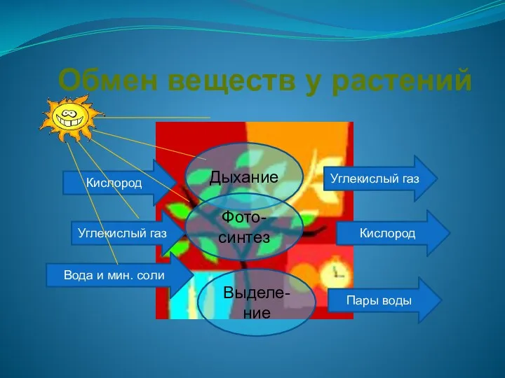 Обмен веществ у растений Углекислый газ Кислород Вода и мин.