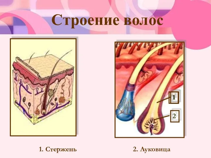 Строение волос 1. Стержень 2. Луковица