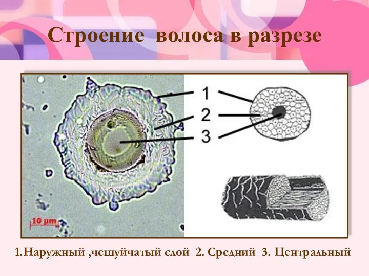 Строение волоса в разрезе 1.Наружный ,чешуйчатый слой 2. Средний 3. Центральный