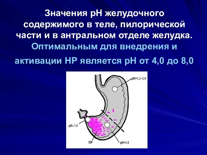 Значения рН желудочного содержимого в теле, пилорической части и в