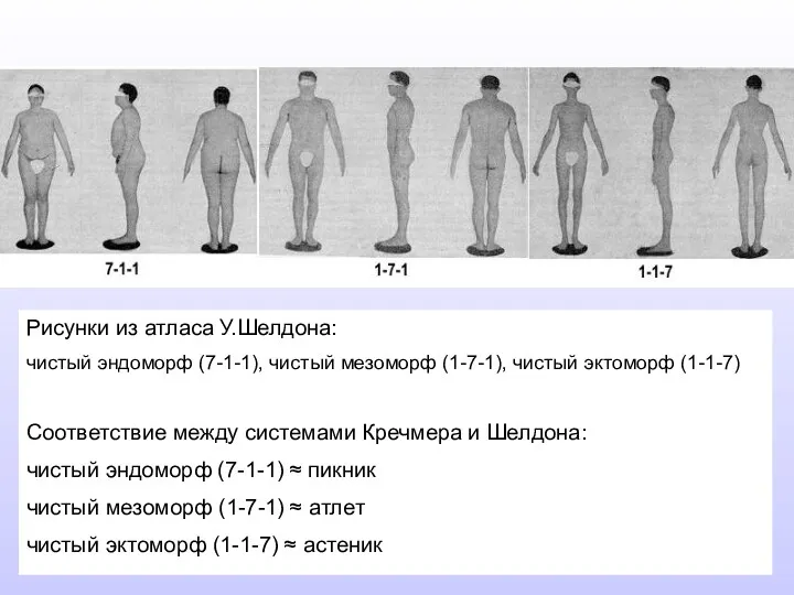 Рисунки из атласа У.Шелдона: чистый эндоморф (7-1-1), чистый мезоморф (1-7-1),