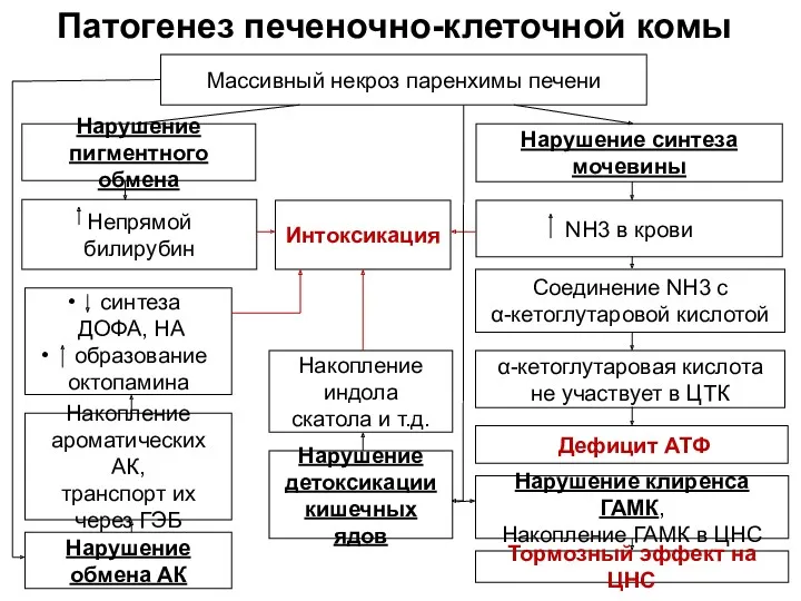 Патогенез печеночно-клеточной комы Массивный некроз паренхимы печени Нарушение синтеза мочевины