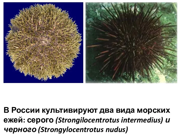 В России культивируют два вида морских ежей: серого (Strongilocentrotus intermedius) и черного (Strongylocentrotus nudus)