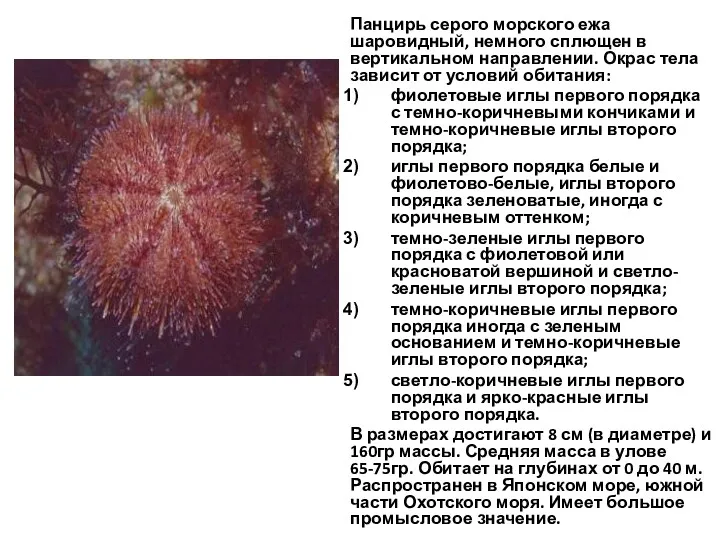 Панцирь серого морского ежа шаровидный, немного сплющен в вертикальном направлении.