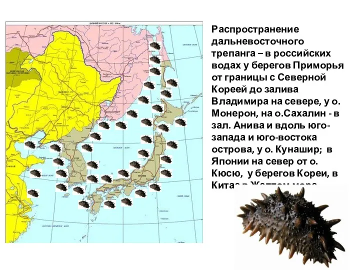 Распространение дальневосточного трепанга – в российских водах у берегов Приморья