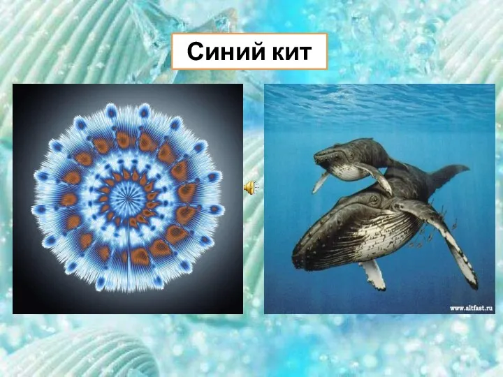 Синий кит