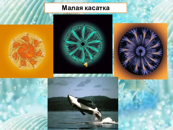 Малая касатка