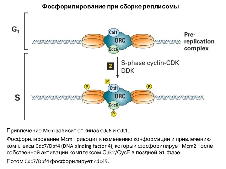 Привлечение Mcm зависит от киназ Cdc6 и Cdt1. Фосфорилирование Mcm