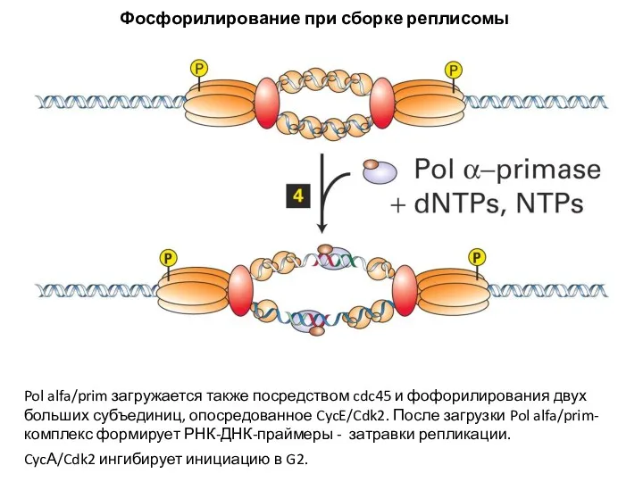 Pol alfa/prim загружается также посредством cdc45 и фофорилирования двух больших