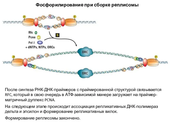 После синтеза РНК-ДНК-праймеров с праймированной структурой связывается RFC, который в