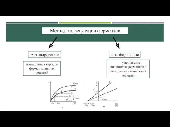 Методы их регуляции ферментов Активирование Ингибирование повышение скорости ферментативных реакций