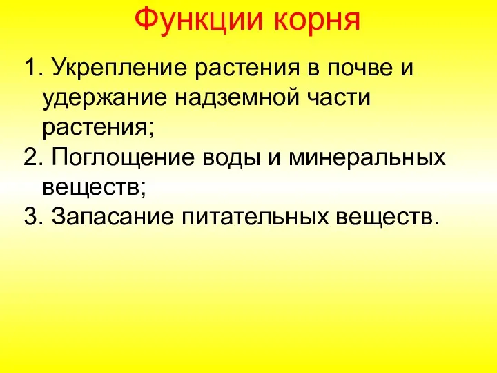 1. Укрепление растения в почве и удержание надземной части растения;