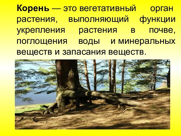 Корень — это вегетативный орган растения, выполняющий функции укрепления растения