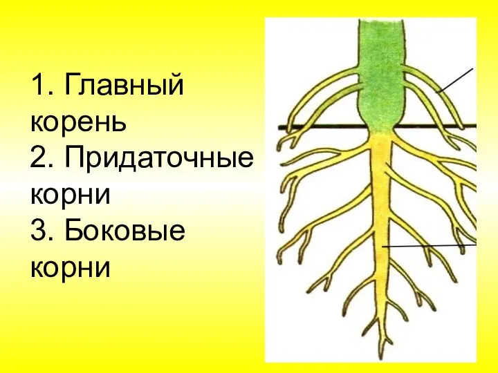 1. Главный корень 2. Придаточные корни 3. Боковые корни