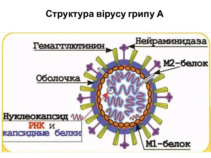 Структура вірусу грипу А