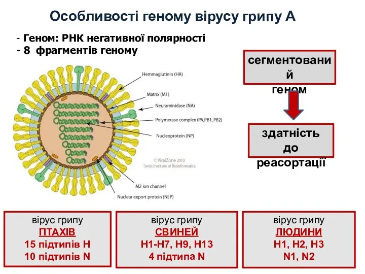 Особливості геному вірусу грипу А - Геном: РНК негативної полярності - 8 фрагментів