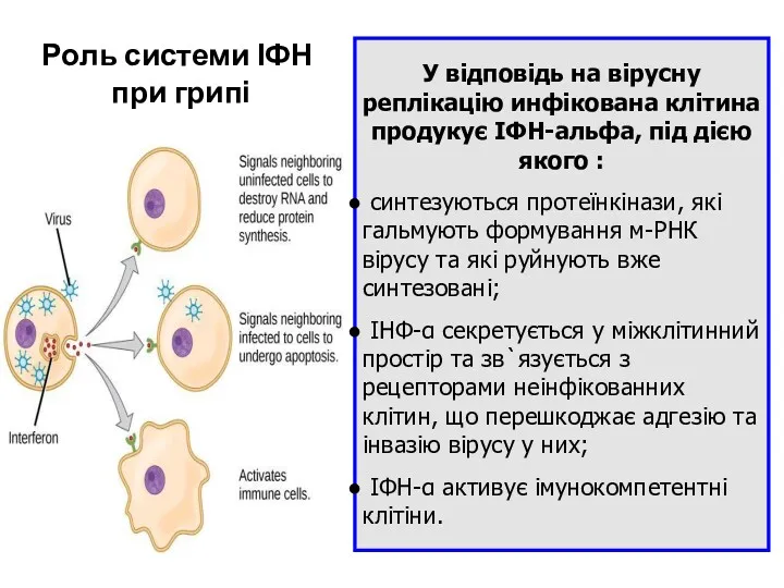 Роль системи ІФН при грипі У відповідь на вірусну реплікацію инфікована клітина продукує