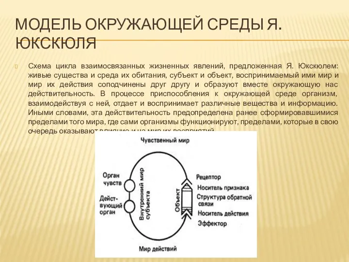 МОДЕЛЬ ОКРУЖАЮЩЕЙ СРЕДЫ Я.ЮКСКЮЛЯ Схема цикла взаимосвязанных жизненных явлений, предложенная