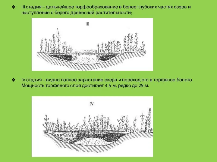 III стадия – дальнейшее торфообразование в более глубоких частях озера