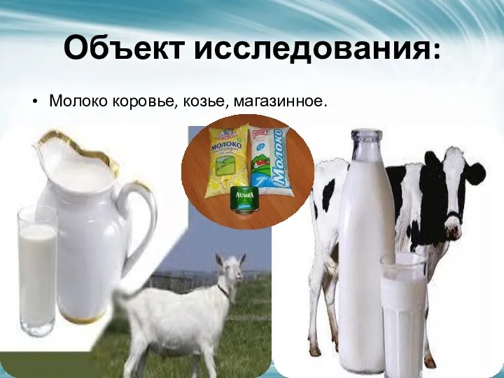Объект исследования: Молоко коровье, козье, магазинное.