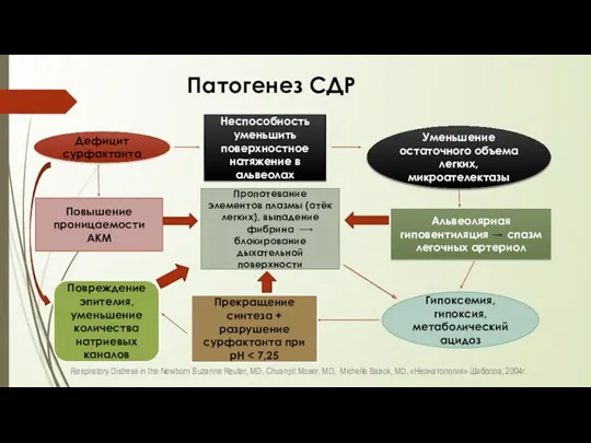 Патогенез СДР Respiratory Distress in the Newborn Suzanne Reuter, MD,