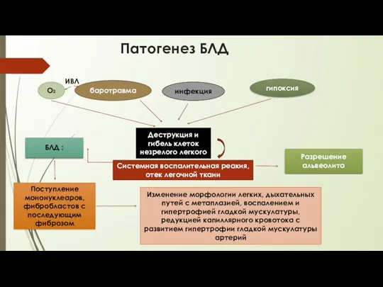 Патогенез БЛД ИВЛ О2 баротравма инфекция гипоксия Деструкция и гибель