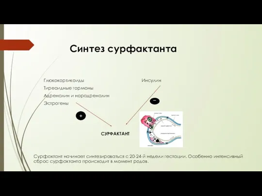 Синтез сурфактанта Глюкокортикоиды Инсулин Тиреоидные гормоны Адреналин и норадреналин Эстрогены