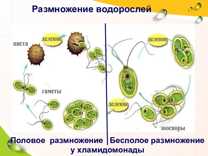 Размножение водорослей Половое размножение Бесполое размножение у хламидомонады